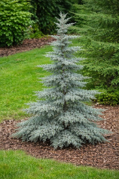 Tsuga heterophylla ’Glauca’ у ланшафті